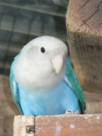 Opaline Turquoise