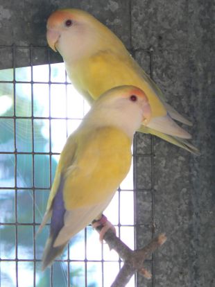 Couple d‘Aqua Fallow