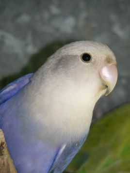 Opaline Turquoise Violet