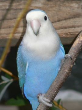 Turquoise D