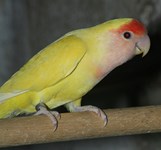 lutino paleheaded df
