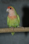 pallid paleheaded df
